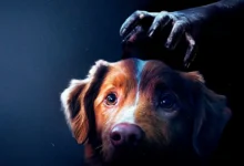 Cão Indy, protagonista do filme de terror Bom Menino (Good Boy), com uma mão sombria se aproximando de sua cabeça.