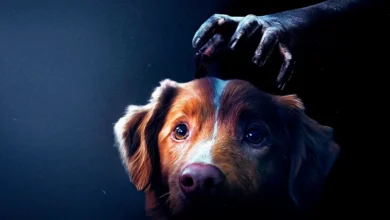 Cão Indy, protagonista do filme de terror Bom Menino (Good Boy), com uma mão sombria se aproximando de sua cabeça.