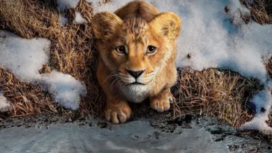 Mufasa: O Rei Leão (2024)