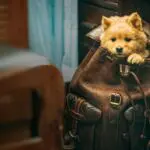 hachiko para sempre 03