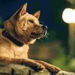 hachiko para sempre 05