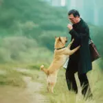 hachiko para sempre 2023