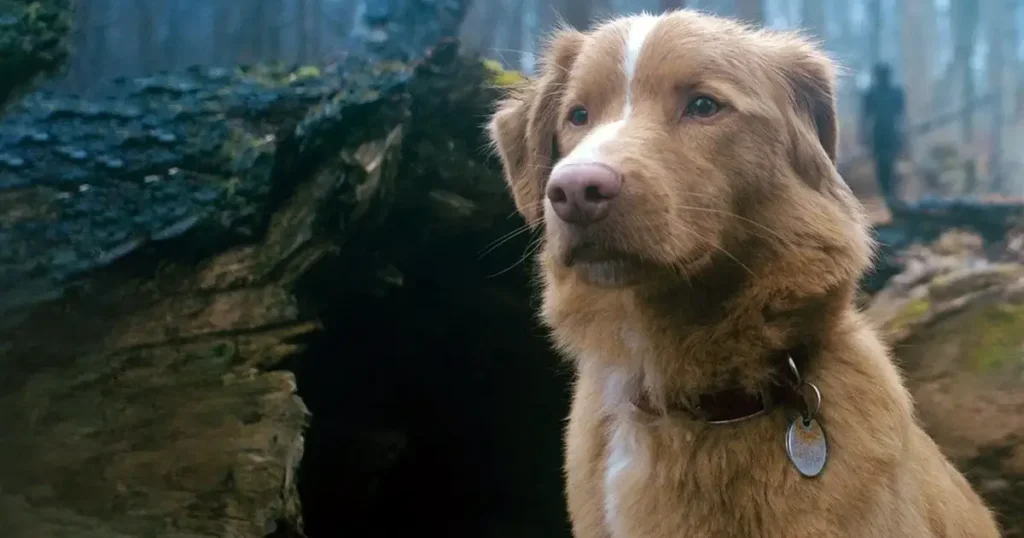 bom menino indy Close-up do cão Indy, ator de Bom Menino (Good Boy 2025), em uma floresta enevoada.