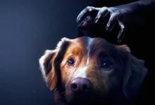 cinema 30 de outubro 2025 Cão Indy, estrela do filme de terror Bom Menino (2025), destaque entre as Estreias de 30 de outubro de 2025