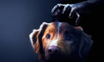 Cão Indy, estrela do filme de terror Bom Menino (2025), destaque entre as Estreias de 30 de outubro de 2025