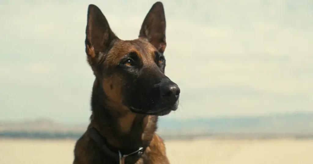 Dogmeat olhando para o horizonte no episódio “O Rádio”, da primeira temporada de Fallout (2024).