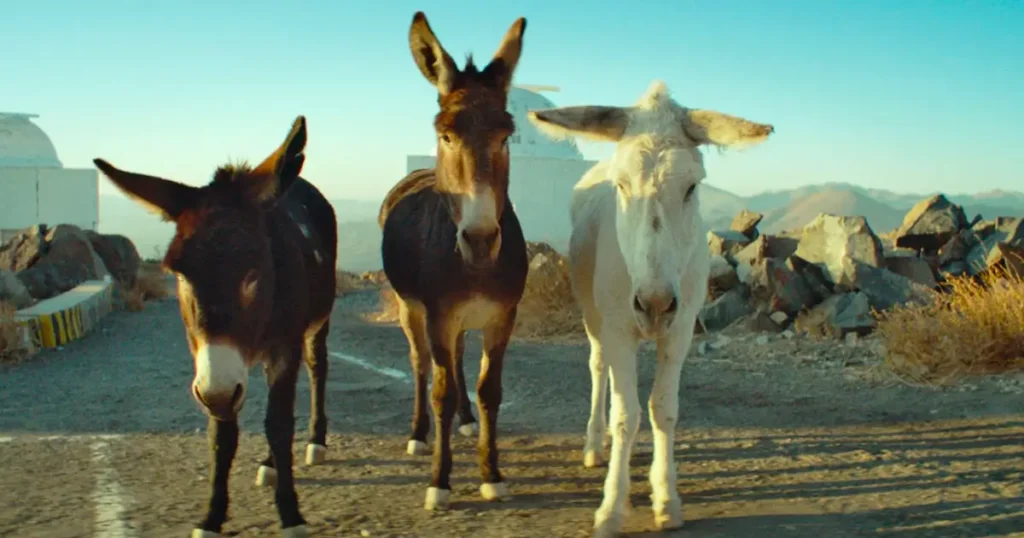 Três burros caminham por estrada em paisagem desértica em cena do documentário Perfectly a Strangeness