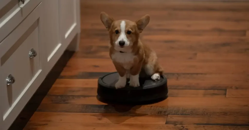 Cachorro da raça corgi sentado sobre um aspirador robô em cena do filme O Natal Perfeito de um Cachorro (A Dog’s Perfect Christmas).